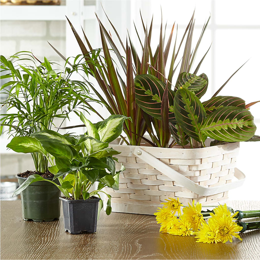 Florist Designed Blooming and Green Plants in a Basket – Sammy Wammy Floral, Montgomery IL