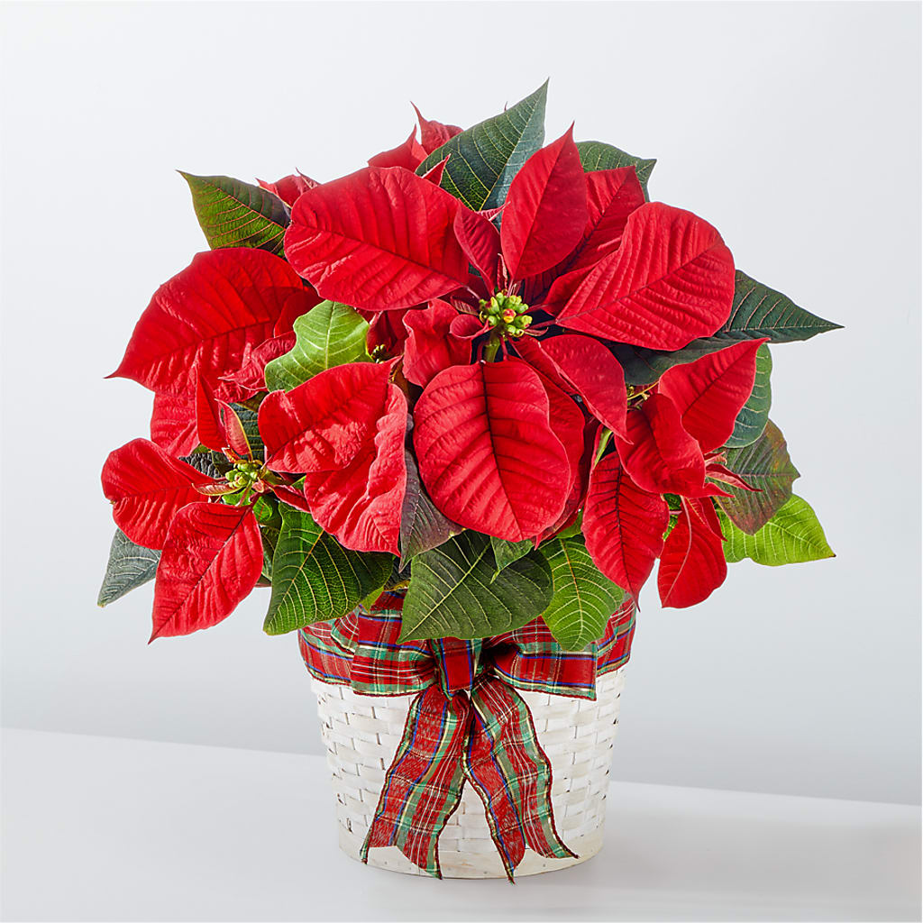 Happiest Holidays Poinsettia – Sammy Wammy Floral, Montgomery IL