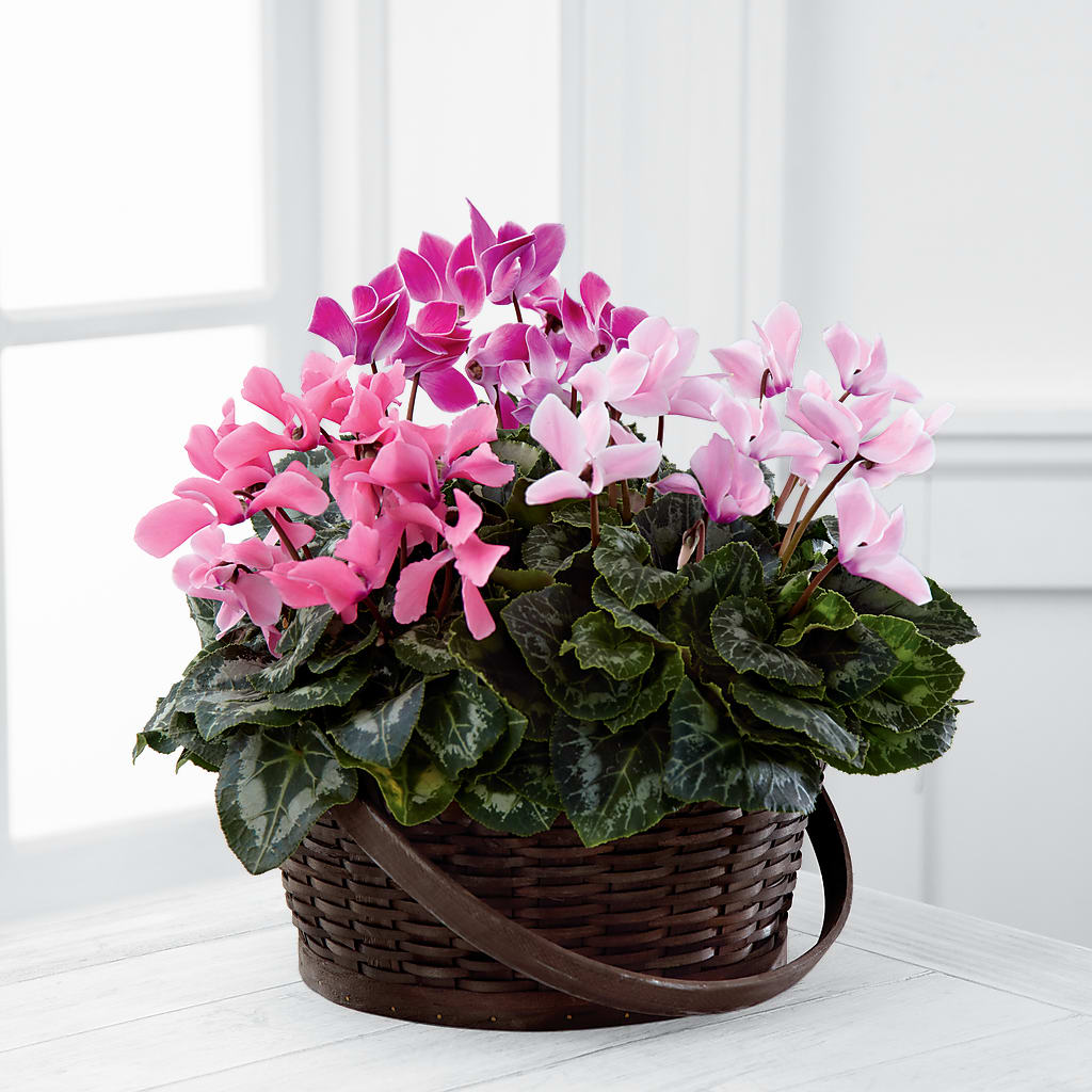 Mixed Cyclamen Planter – Sammy Wammy Floral, Montgomery IL