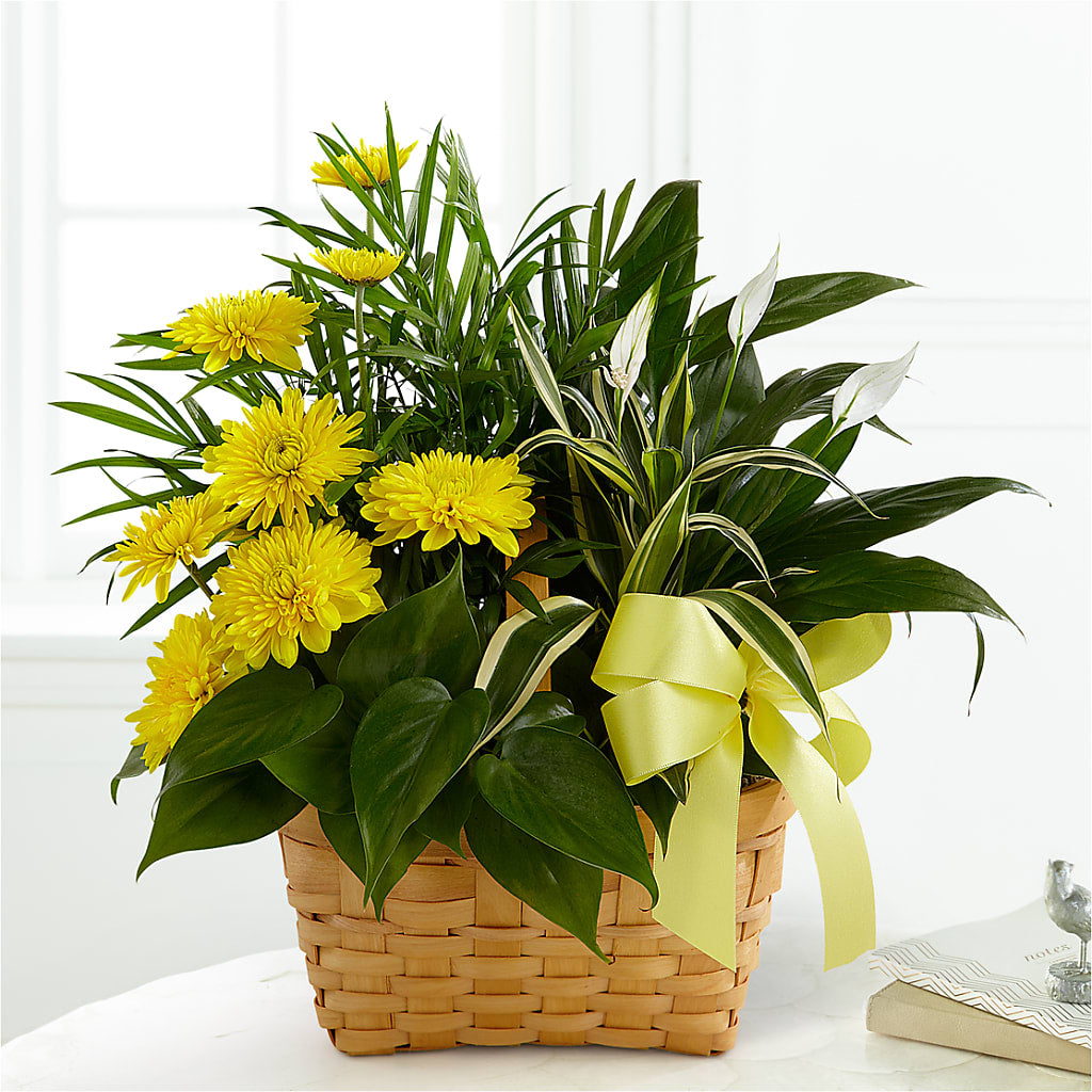 Loving Light Dishgarden – Sammy Wammy Floral, Montgomery IL