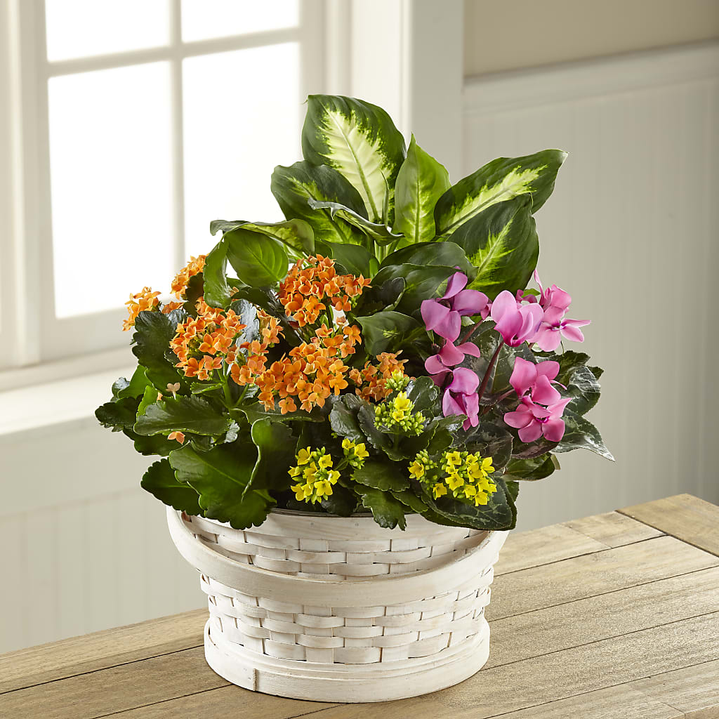 Color Crush Dishgarden – Sammy Wammy Floral, Montgomery IL