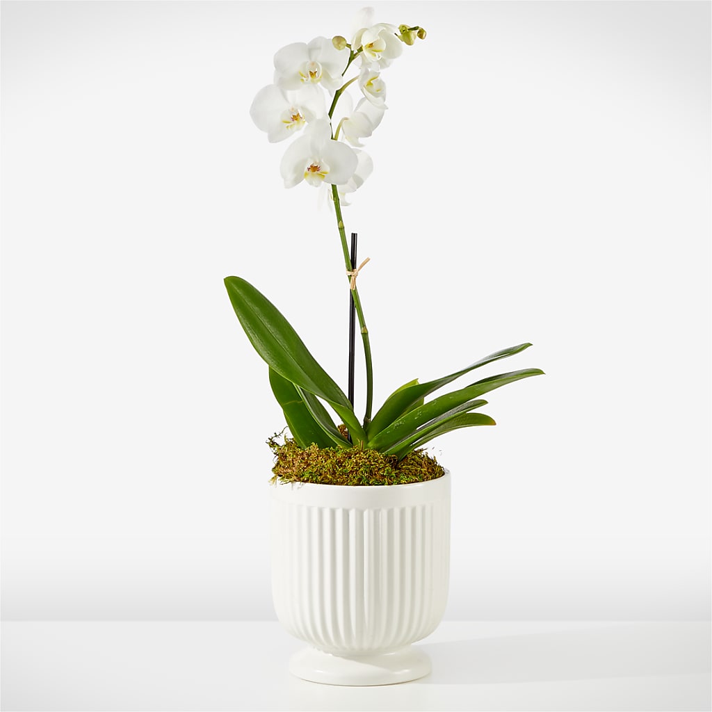 Whispering White Orchid – Sammy Wammy Floral, Montgomery IL