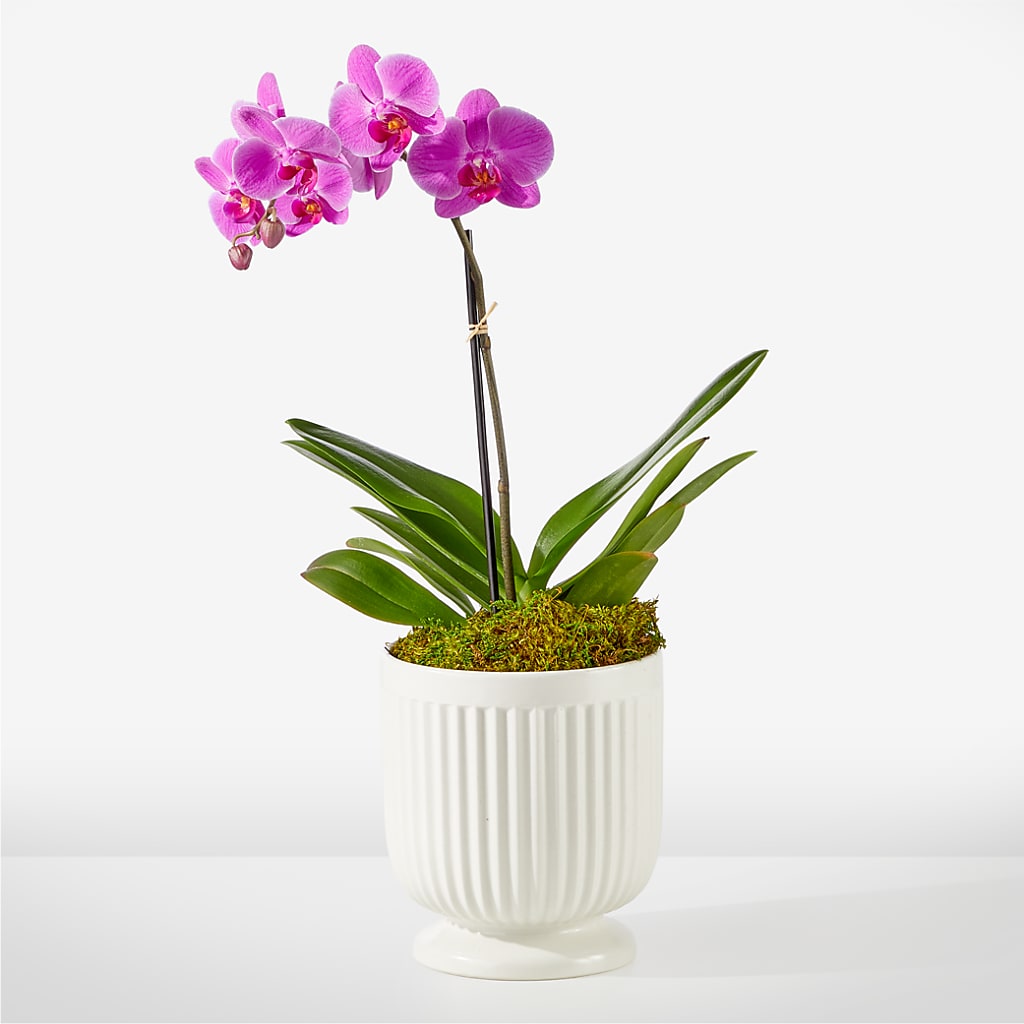 Friendly Fuchsia Orchid – Sammy Wammy Floral, Montgomery IL