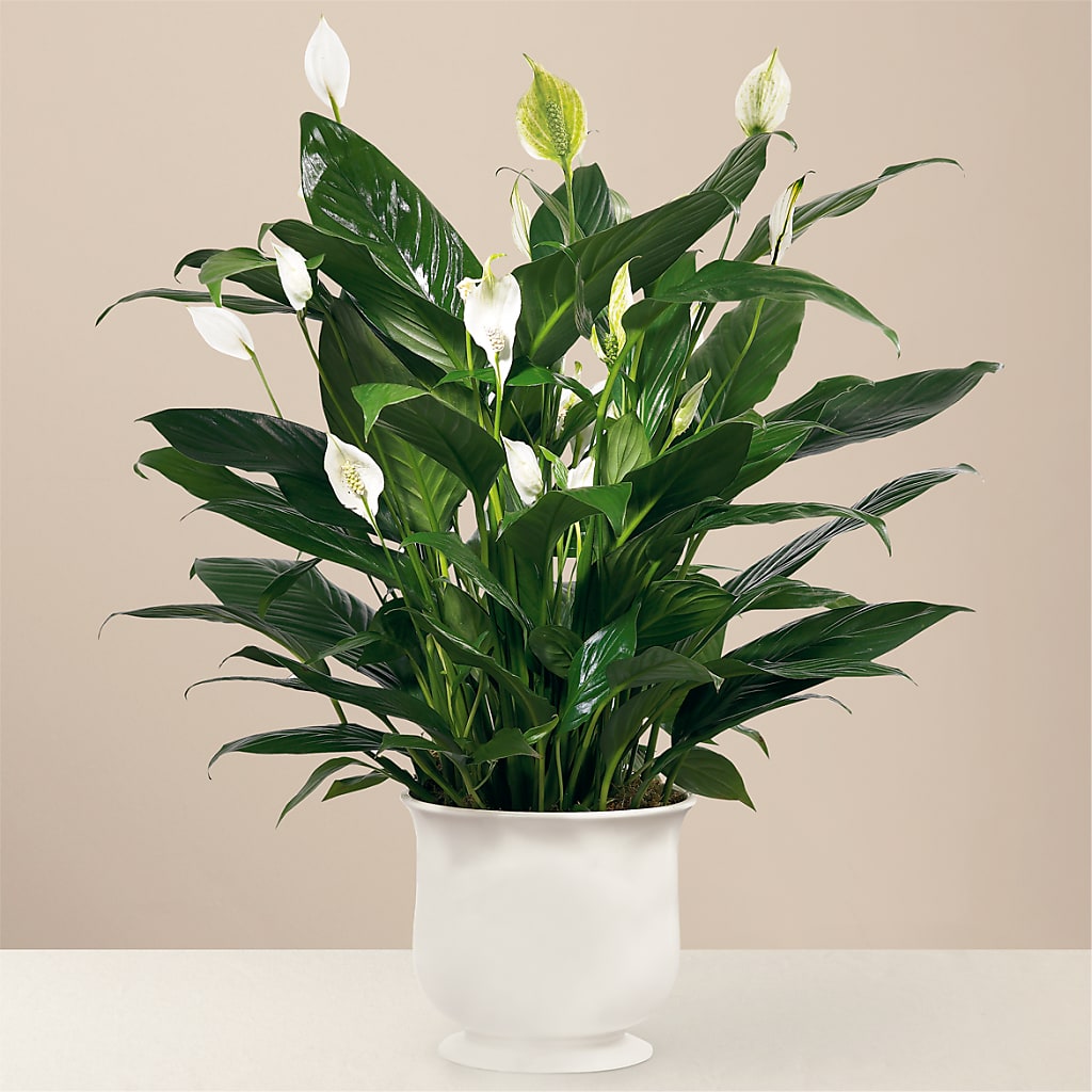 Comfort Planter – Sammy Wammy Floral, Montgomery IL