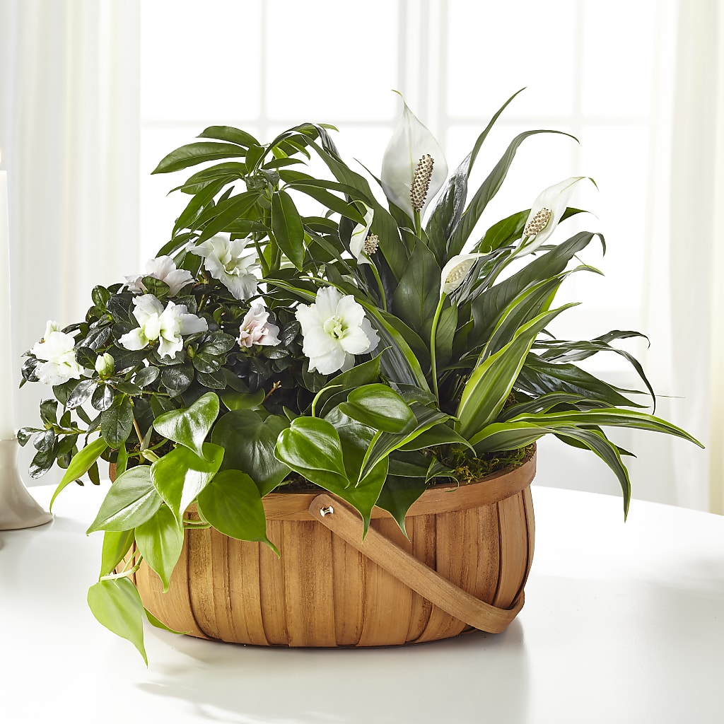 Serene Dishgarden – Sammy Wammy Floral, Montgomery IL