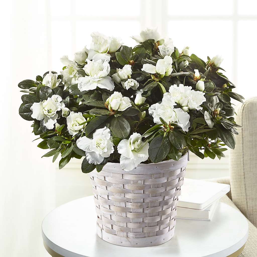 White Azalea Plant – Sammy Wammy Floral, Montgomery IL