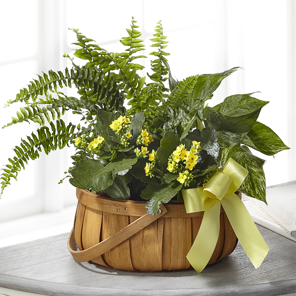 Always Dear Dishgarden – Sammy Wammy Floral, Montgomery IL