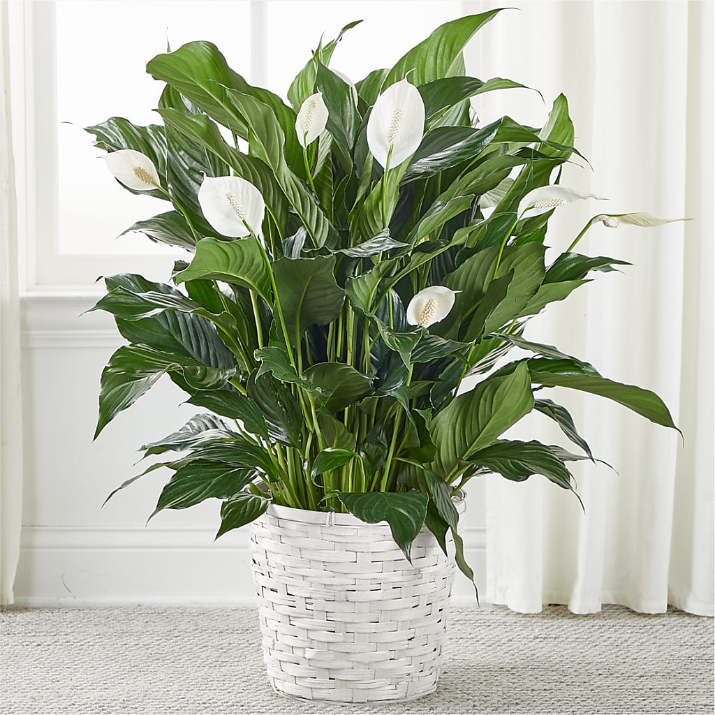 A New Leaf Peace Lily – Sammy Wammy Floral, Montgomery IL
