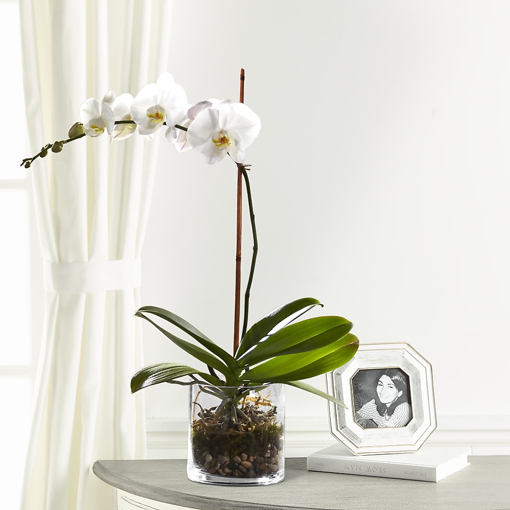 White Orchid Planter – Sammy Wammy Floral, Montgomery IL
