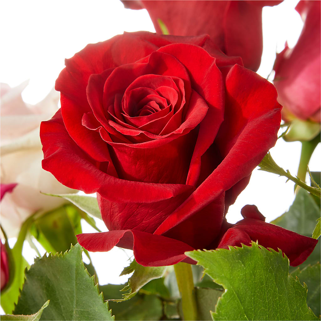 Love Notes Rose Bouquet – Sammy Wammy Floral, Montgomery IL