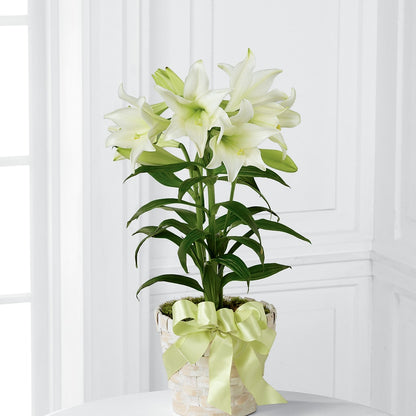 Easter Lily Plant –  Sammy Wammy Floral, Montgomery IL