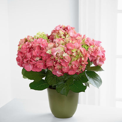 Pink Hydrangea Planter –  Sammy Wammy Floral, Montgomery IL