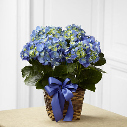 Blue Hydrangea Planter –  Sammy Wammy Floral, Montgomery IL