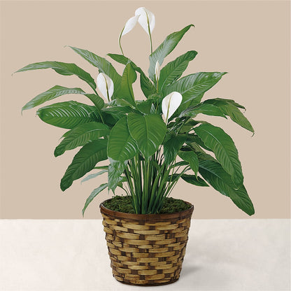 Tranquil Moments Peace Lily Plant –  Sammy Wammy Floral, Montgomery IL