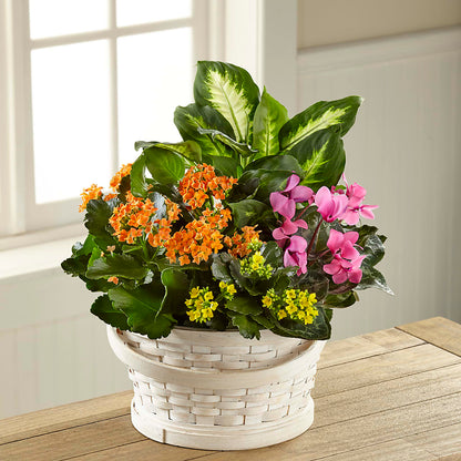 Color Crush Dishgarden –  Sammy Wammy Floral, Montgomery IL