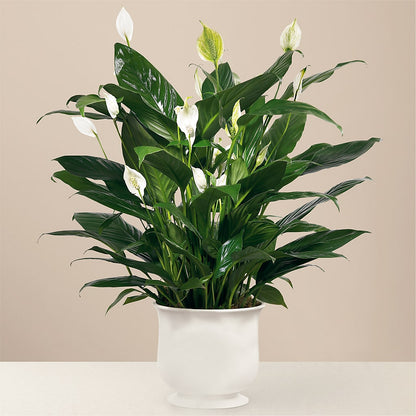 Comfort Planter –  Sammy Wammy Floral, Montgomery IL