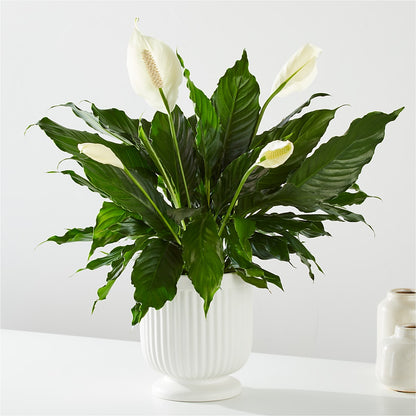 Comfort Planter –  Sammy Wammy Floral, Montgomery IL