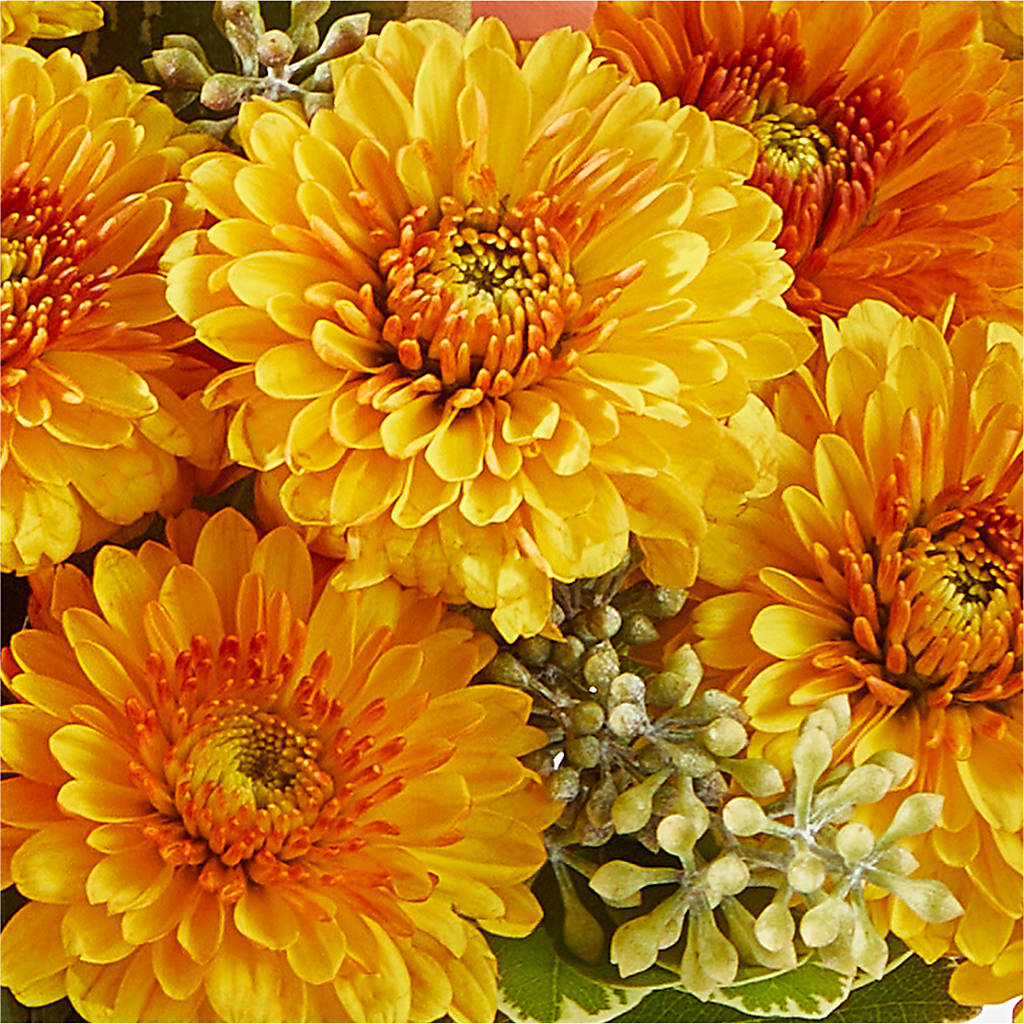 Peachy Pumpkin –  Sammy Wammy Floral, Montgomery IL