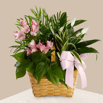 Living Spirit Dishgarden –  Sammy Wammy Floral, Montgomery IL