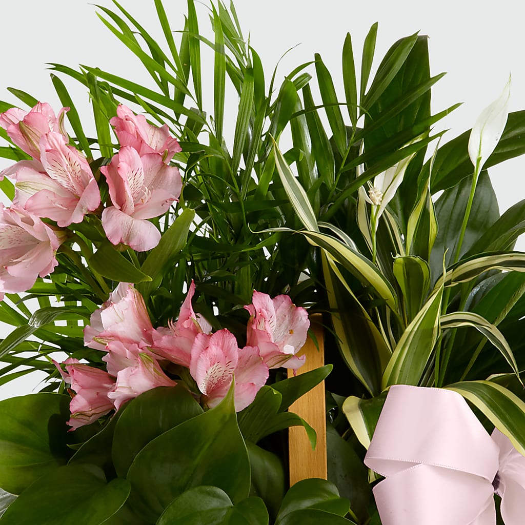 Living Spirit Dishgarden –  Sammy Wammy Floral, Montgomery IL