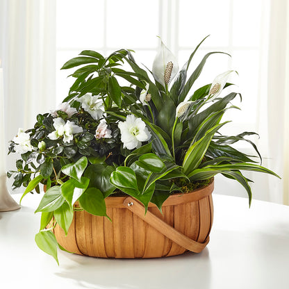 Serene Dishgarden –  Sammy Wammy Floral, Montgomery IL
