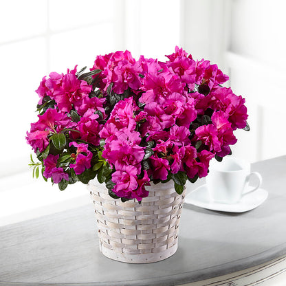 Hope & Serenity Azalea Plant –  Sammy Wammy Floral, Montgomery IL