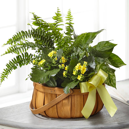Always Dear Dishgarden –  Sammy Wammy Floral, Montgomery IL