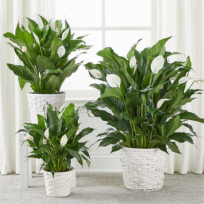 A New Leaf Peace Lily –  Sammy Wammy Floral, Montgomery IL