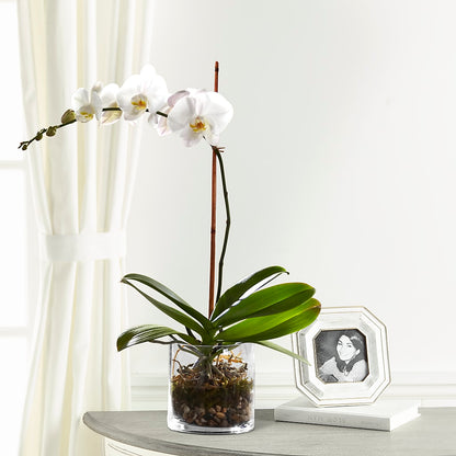 White Orchid Planter –  Sammy Wammy Floral, Montgomery IL