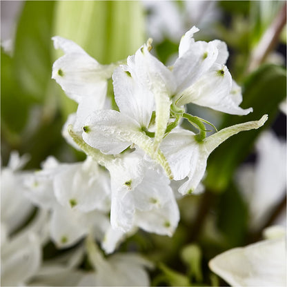 Classic Ivory – A Florist Original –  Sammy Wammy Floral, Montgomery IL